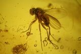 Detailed Fossil Fly (Diptera) In Baltic Amber #145401-2